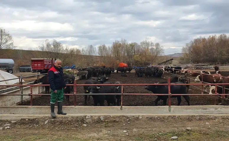 Anadolu Mandası İçin Islah Çalışmaları