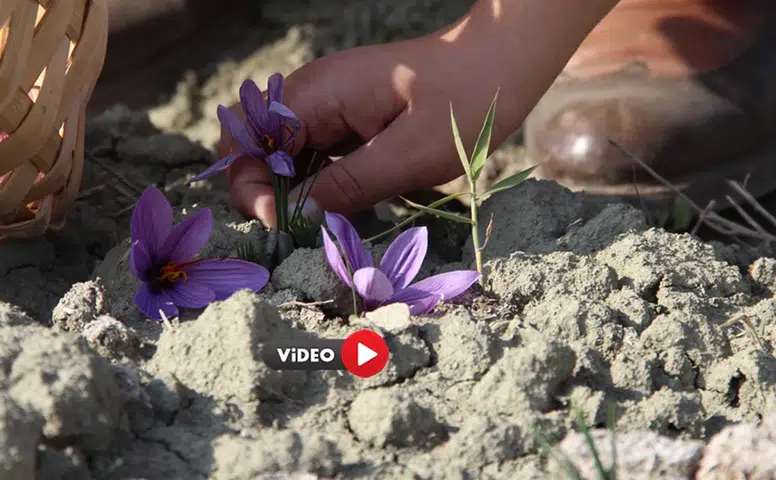 Dünyanın En Pahalı Baharatını Yetiştiriyor