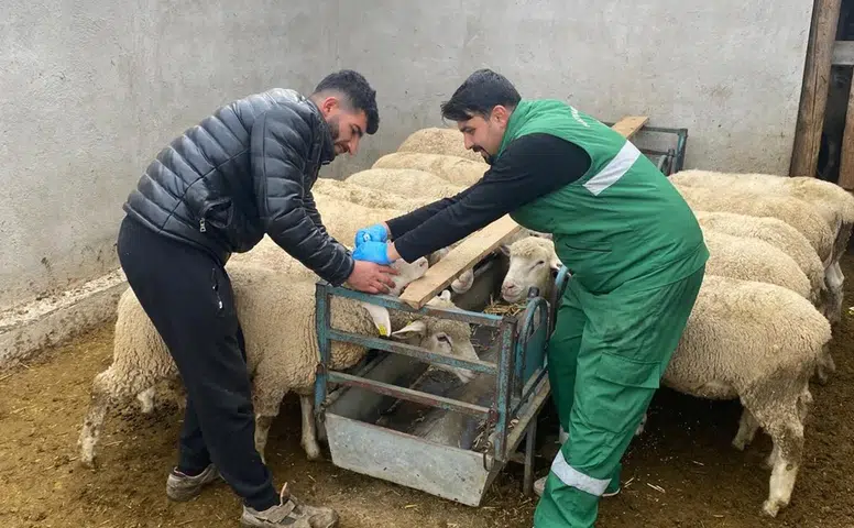 Küpeleme ve Aşılama Çalışmaları Sürüyor