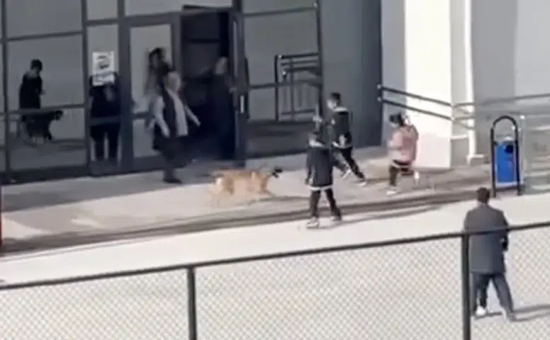 Okul Bahçesine Giren Köpek Panik Yaşattı