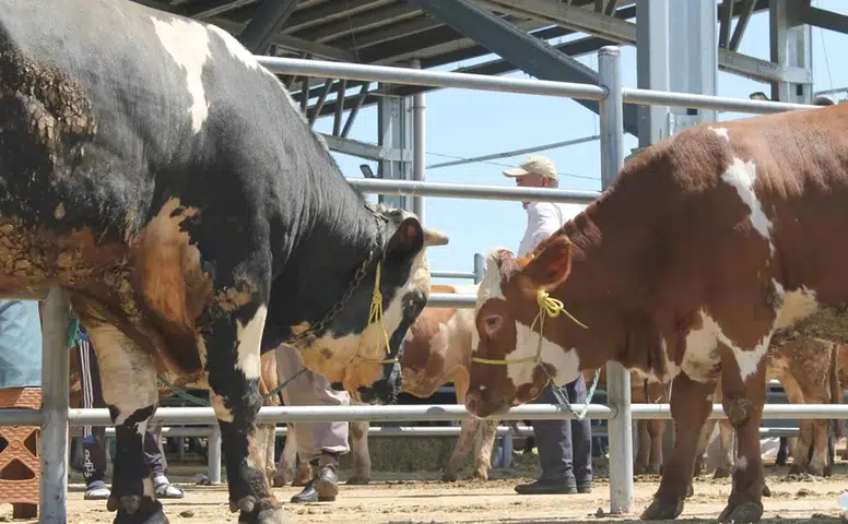 Hayvan Pazarı Açılıyor