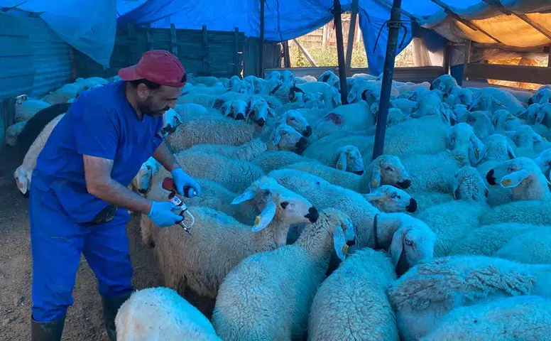 Hayvan Sağlığı İçin Aşılama ve Denetimler