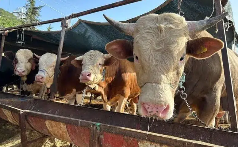 Besilik Sığır İthalatında Süreç Netleşti
