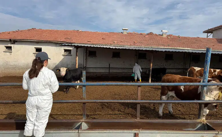 İthal Sığırlara Sıkı Sağlık Ablukası