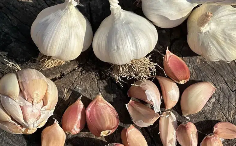 Üyük Sarımsağı Coğrafi İşaretle Tescillendi