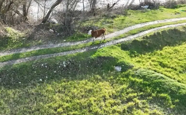3 Kilometre Uzaklıktaki Tarlada Bulundu