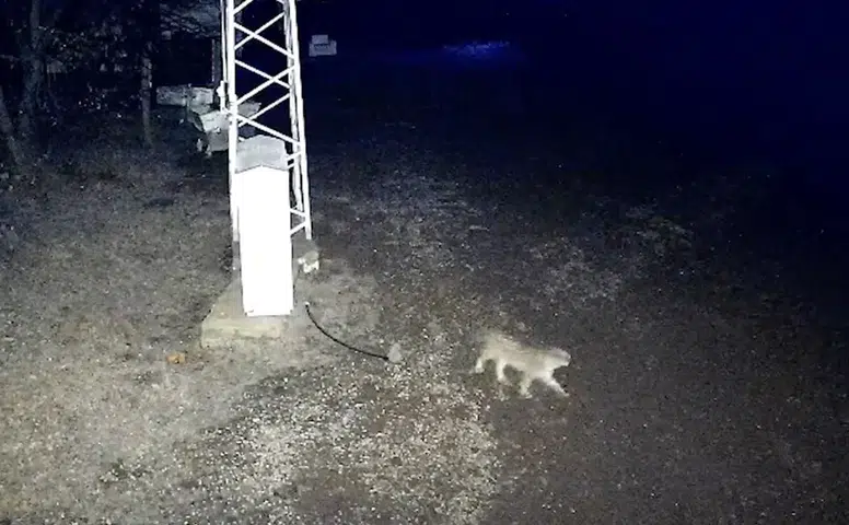 İlçe Merkezine Kadar Geldi