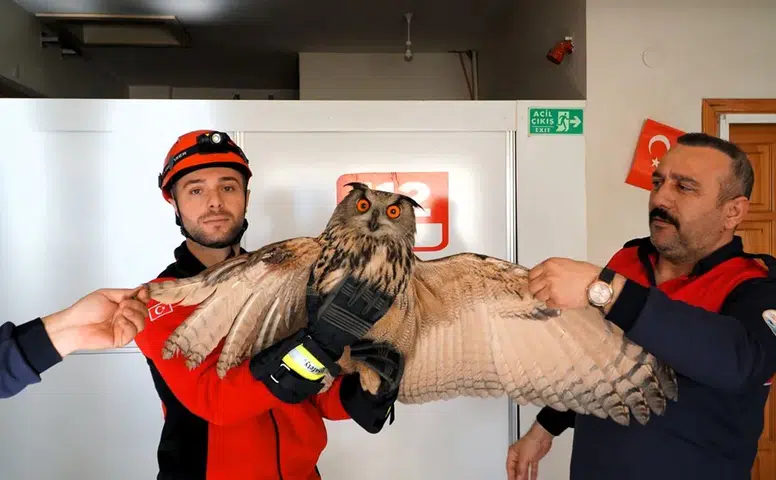 Yaralı Puhu İçin Seferberlik