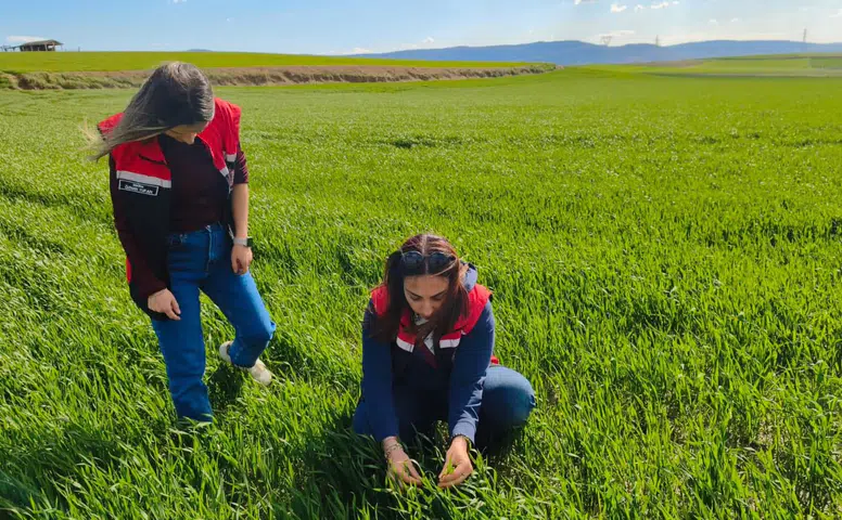 Çorum’da İlk Kez Denenen Tohumdan Şaşırtan Performans