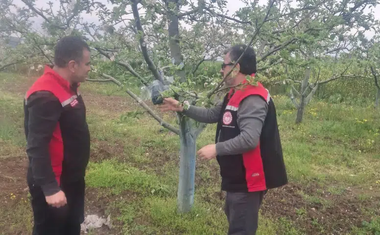 Osmancık'taki Meyve Bahçelerinde Kahverengi Kokarca Önlemi