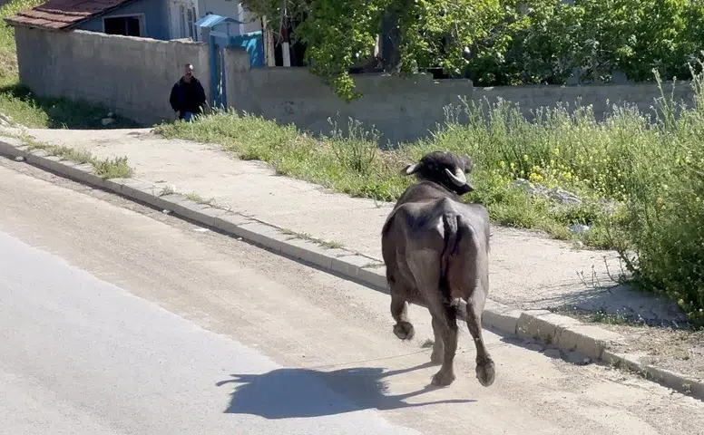 Kaçan Kurbanlığın Saldırısından Bodruma Sığınarak Kurtuldu