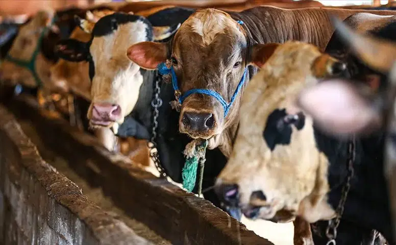 Alaca’da Kurban Kesim Başvuruları Başlıyor