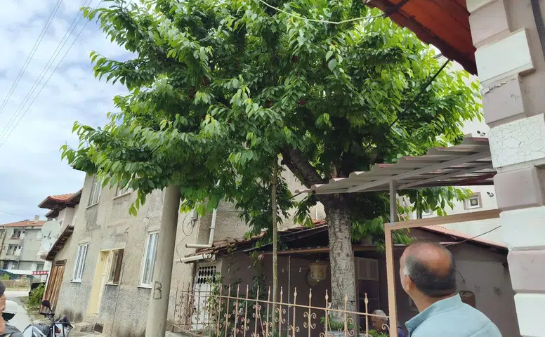 Kiraz Toplarken Hayatından Oldu