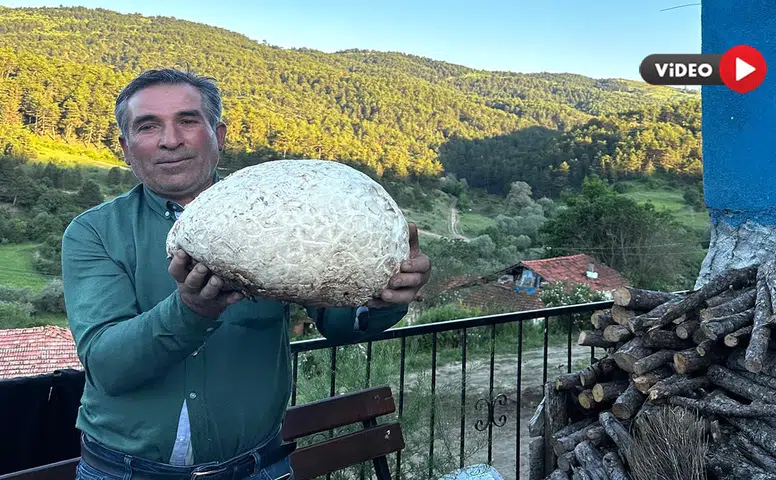 Vatandaşın Bulduğu 5 Kiloluk Mantar Şaşırttı