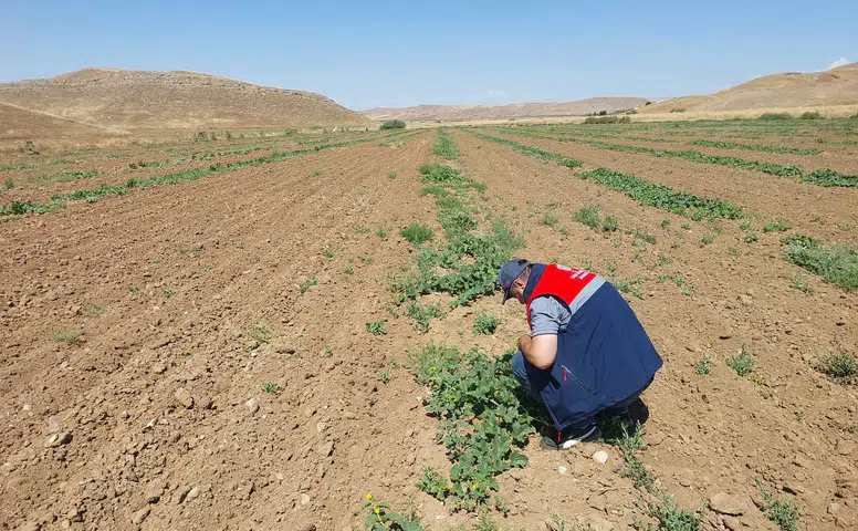 Kavun Üretiminde Kaliteyi Artırmak İçin Saha Denetimleri