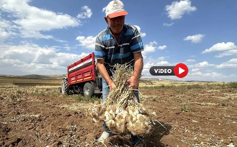 Üyük Sarımsağı Aromasıyla İlgi Görüyor