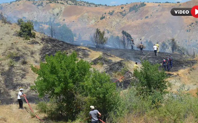 60 Ardıç Ağacı Zarar Gördü