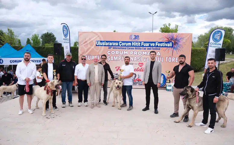 Türk Çoban Köpekleri Görücüye Çıktı