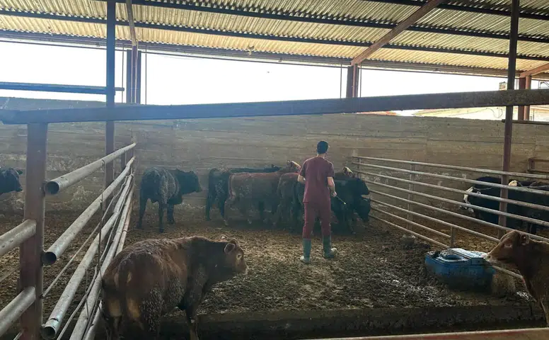 İthal Hayvanlar Mercek Altında