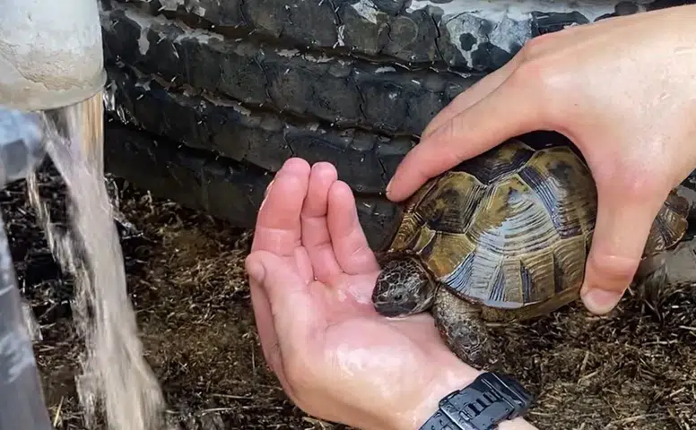 Yangında Kalan Kaplumbağayı İtfaiye Kurtardı