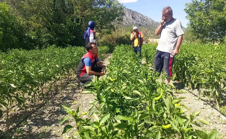 Sebze Üretim Alanlarında Saha Kontrolleri