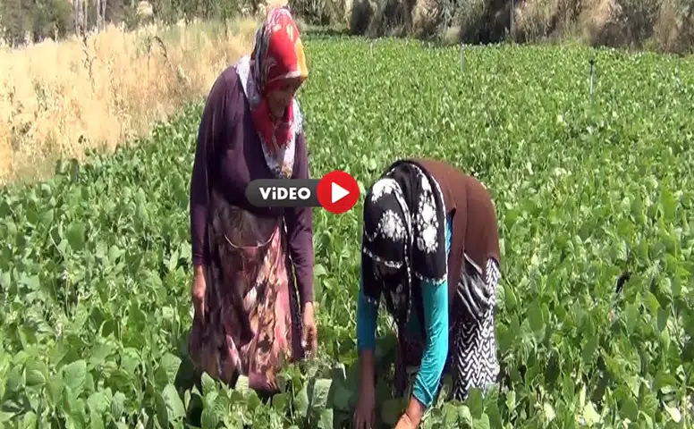 Çiftçi Hem Üretiyor Hem Satıyor