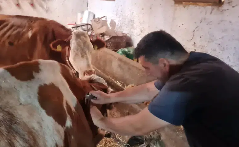 Büyükbaş Hayvanlara İçin Tüberküloz Taraması Yapıldı