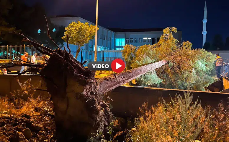 Rüzgar, Ağacı Yola Devirdi