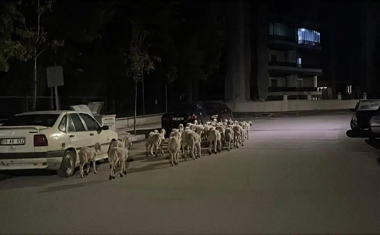 Firari Koyunlar Böyle Yakalandı