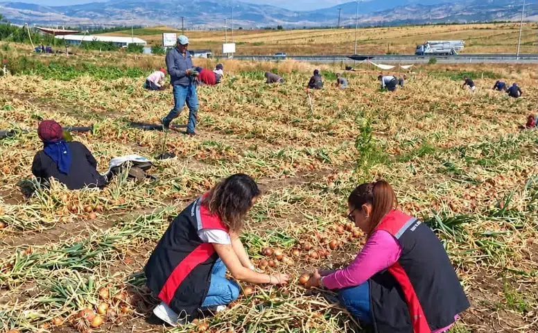 Soğan Tarlalarında Hasat Kontrolleri
