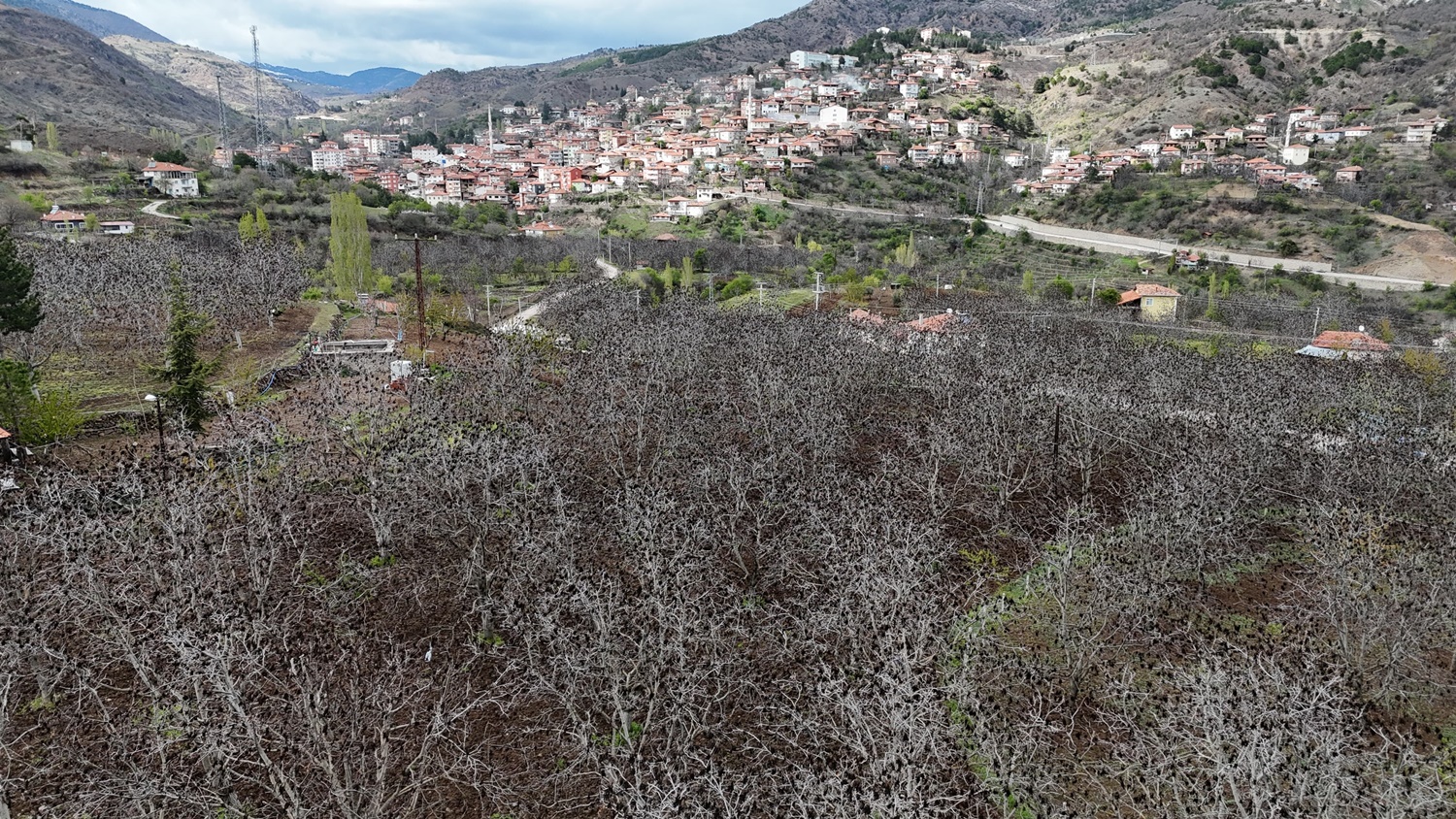 Dondan Etkilenen Ceviz Bahçeleri Böyle Görüntülendi (4)