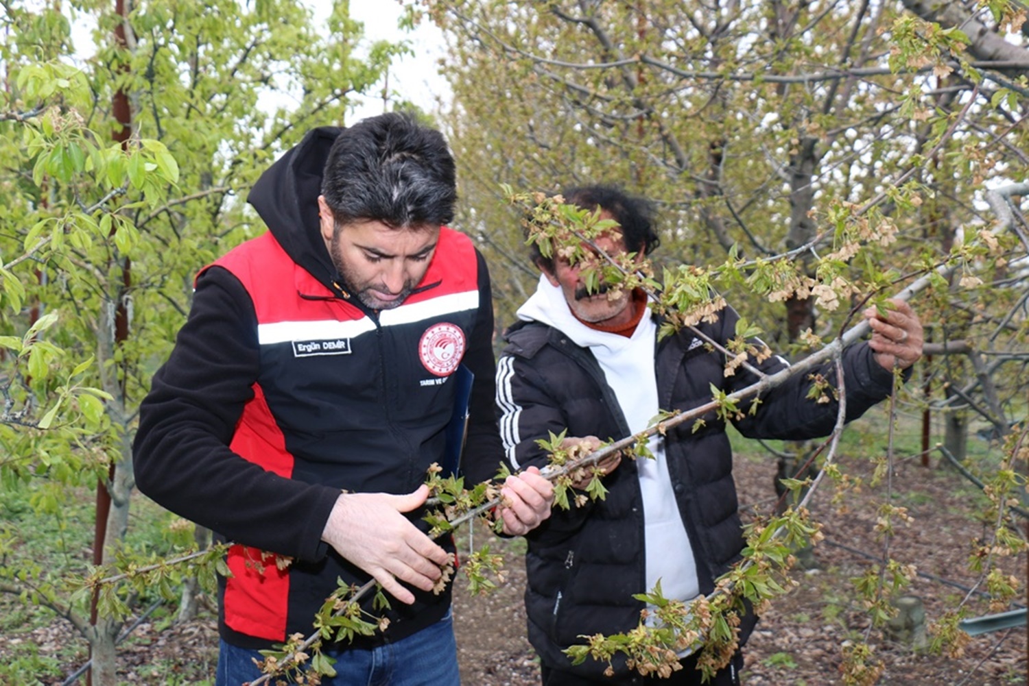 Zirai Don Hasar Tespiti Başladı (2)
