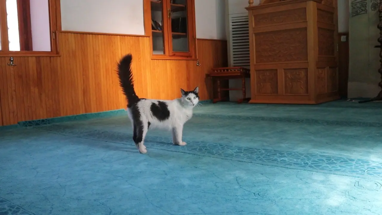 Kedi, Yavruları İle Camiye Sığındı 2