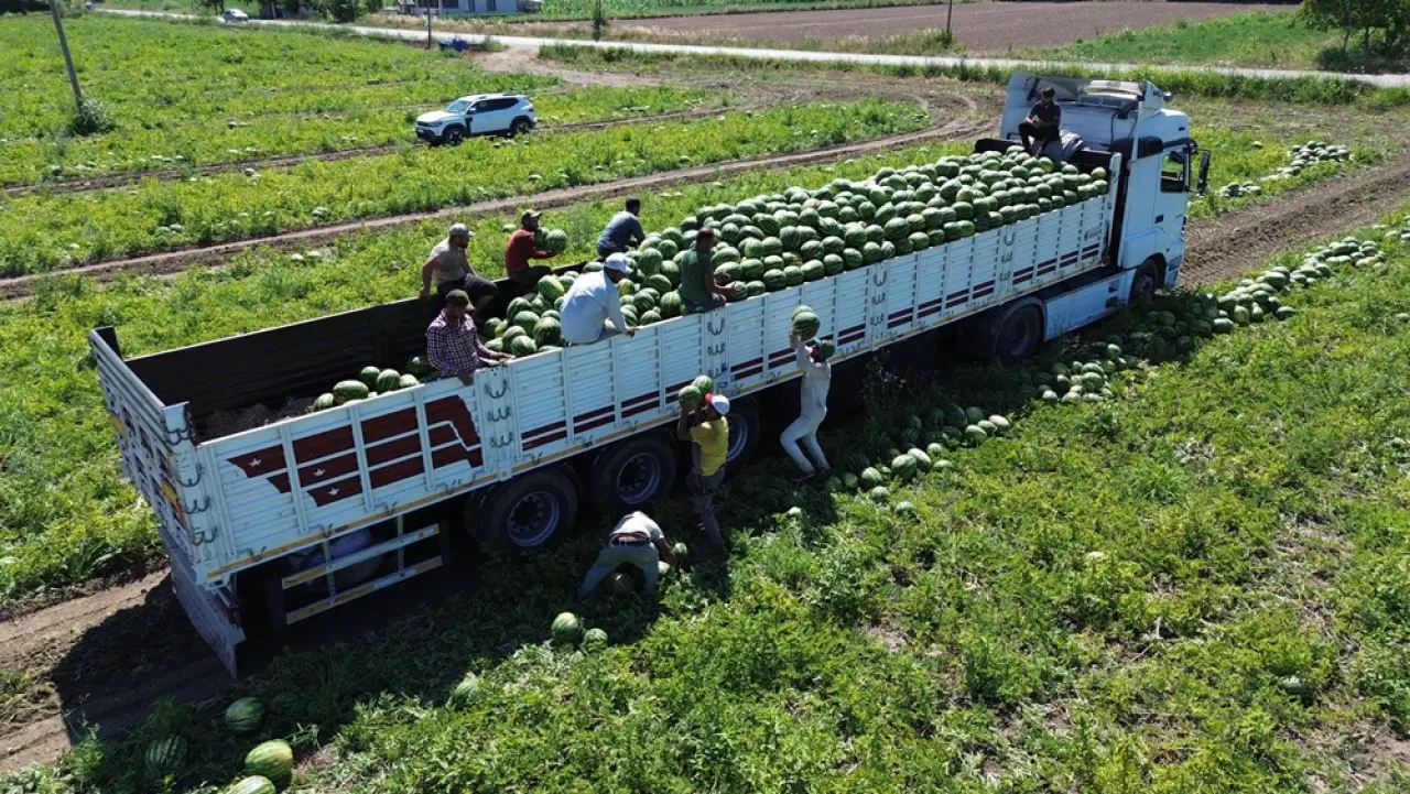 Burada Yetişen Kavunları En Çok Çorum Tüketiyor 4
