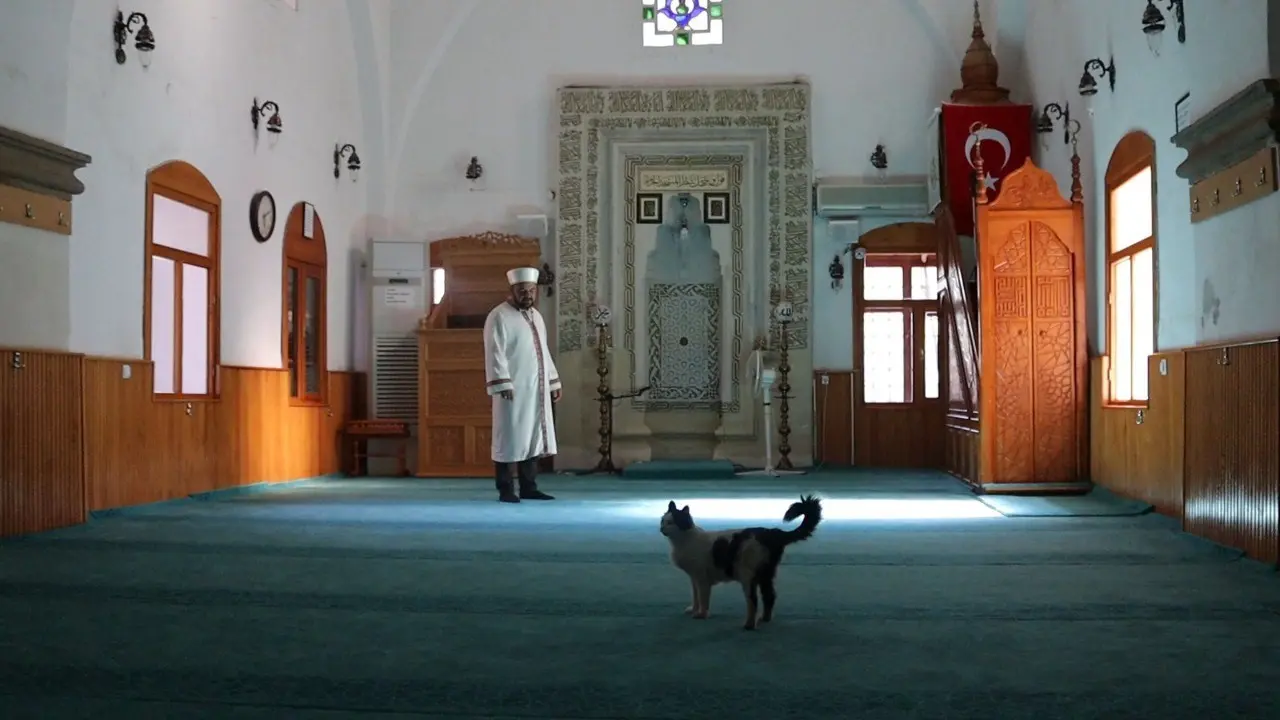 Kedi, Yavruları İle Camiye Sığındı 8