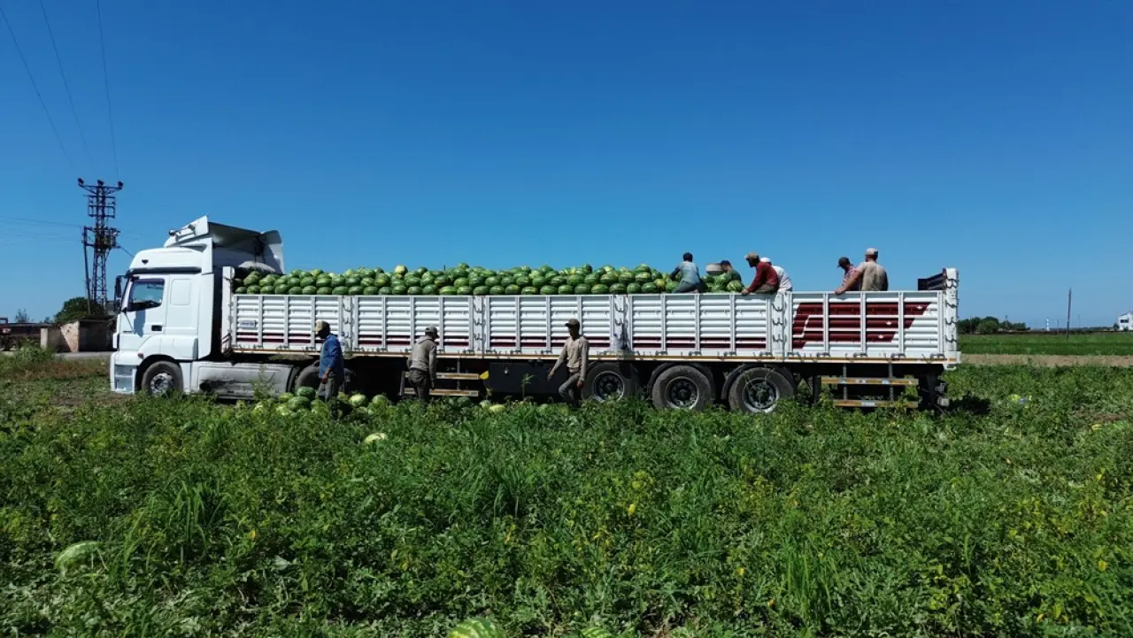 Burada Yetişen Kavunları En Çok Çorum Tüketiyor 6