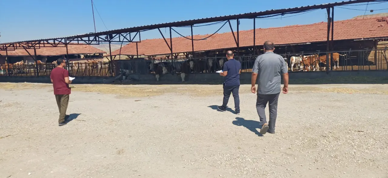 Çorum'da Hayvanlara Yönelik Şap Aşılama Çalışmaları Sürüyor 2