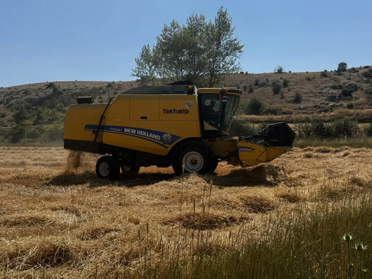 Belediyenin Tarlasındaki Buğday, İhtiyaç Sahiplerine Un Olacak 2