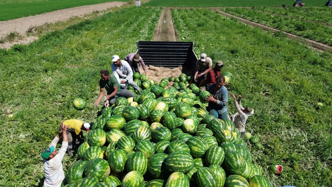 Burada Yetişen Kavunları En Çok Çorum Tüketiyor 2