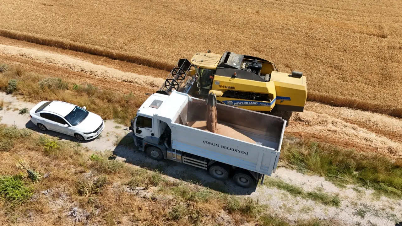 Belediyenin Tarlasındaki Buğday, İhtiyaç Sahiplerine Un Olacak 5