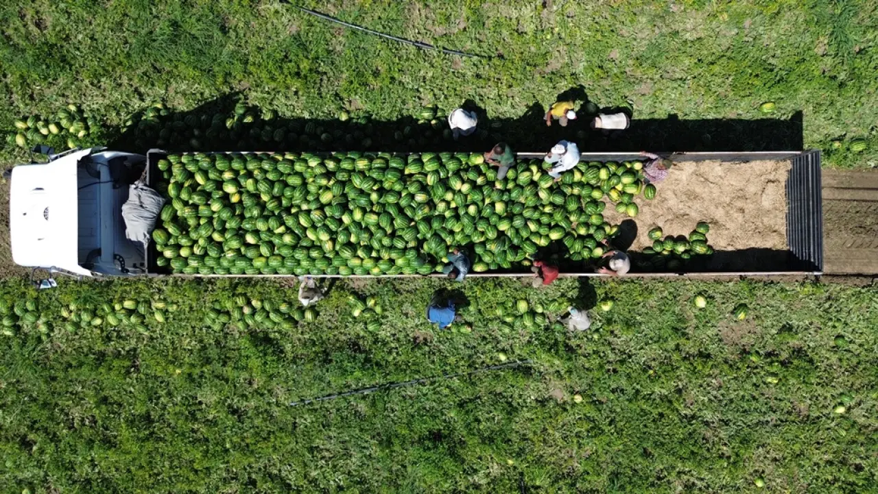 Burada Yetişen Kavunları En Çok Çorum Tüketiyor 1