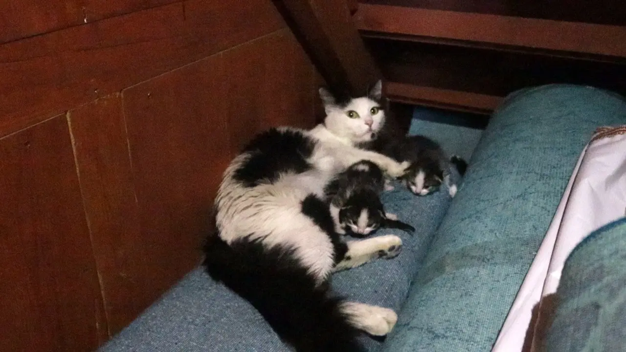 Kedi, Yavruları İle Camiye Sığındı 1