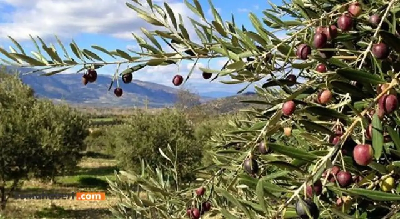 Kaya, Tartışmalı Zeytin Kanununun Gerekçelerini Açıkladı 1