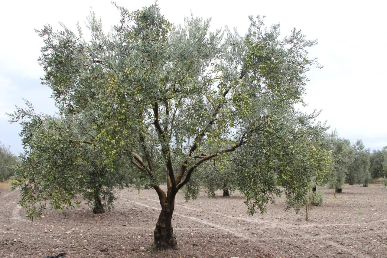 Kaya, Tartışmalı Zeytin Kanununun Gerekçelerini Açıkladı 2