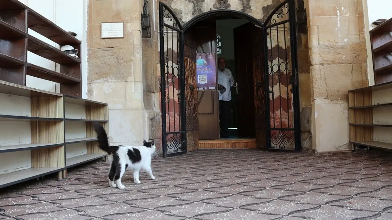 Kedi, Yavruları İle Camiye Sığındı 7