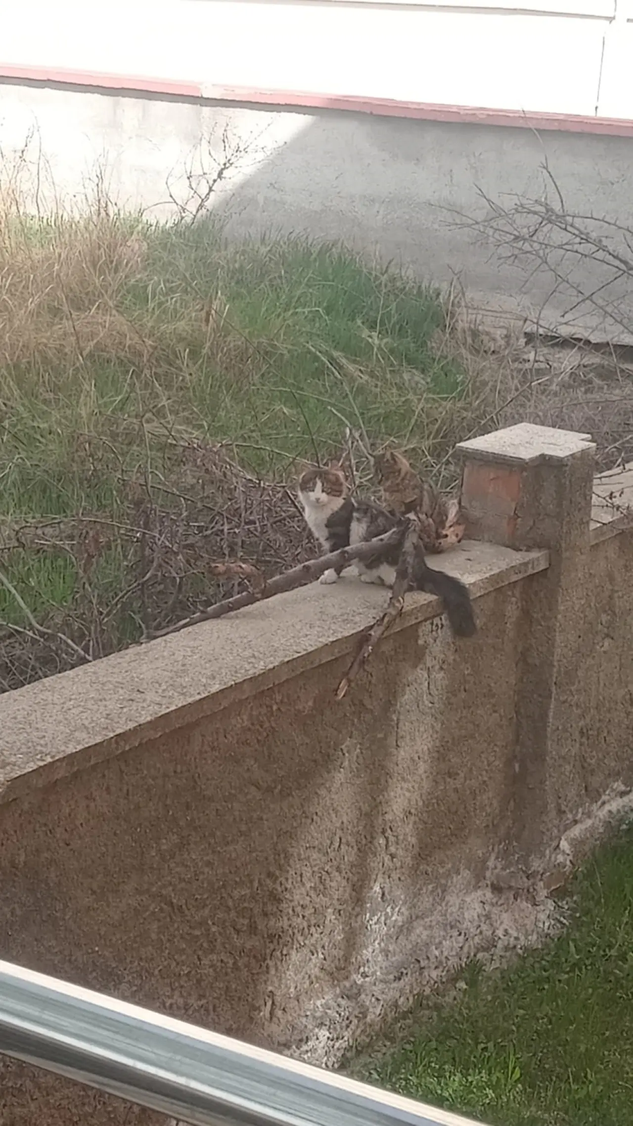 Bir Kap Su, Bir Avuç Mama 5