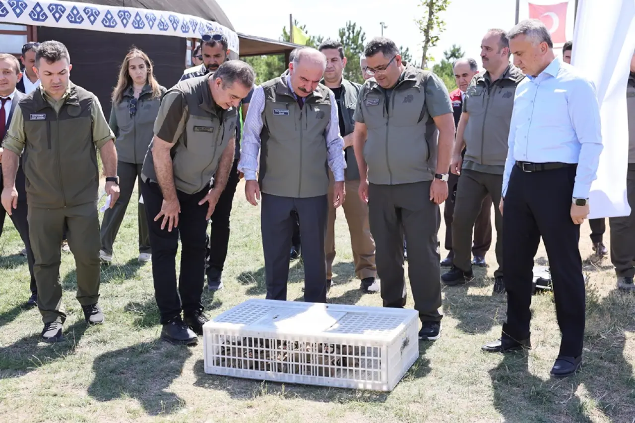120 Kınalı Keklik Doğaya Salındı 5