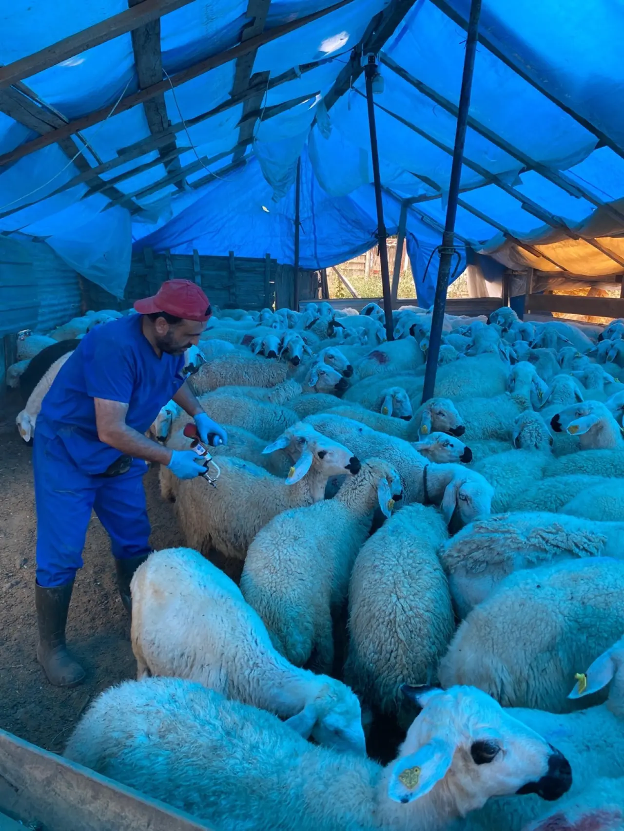 Hayvan Sağlığı İçin Aşılama ve Denetimler 2