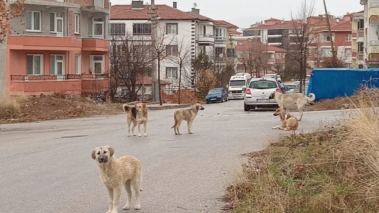 Bir Kap Su, Bir Avuç Mama 1