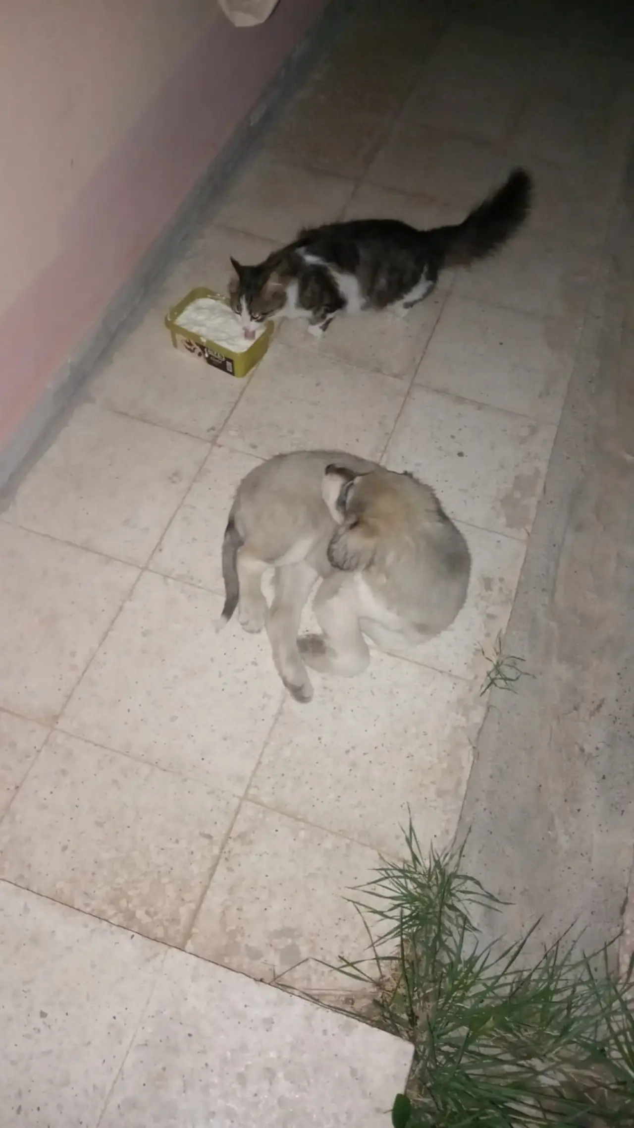 Bir Kap Su, Bir Avuç Mama 7